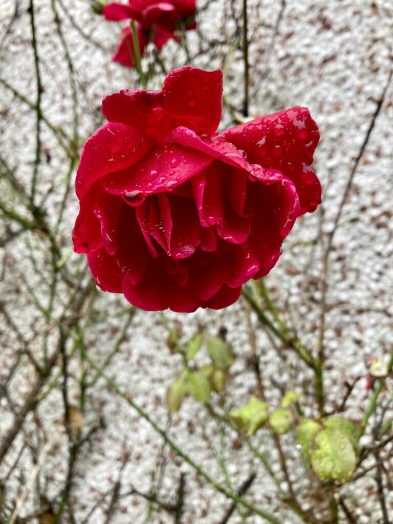 Red Rose & Raindrops