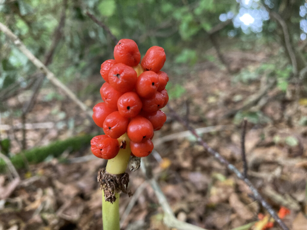 Cuckoo-pint