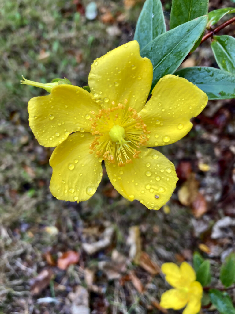 St John's wort