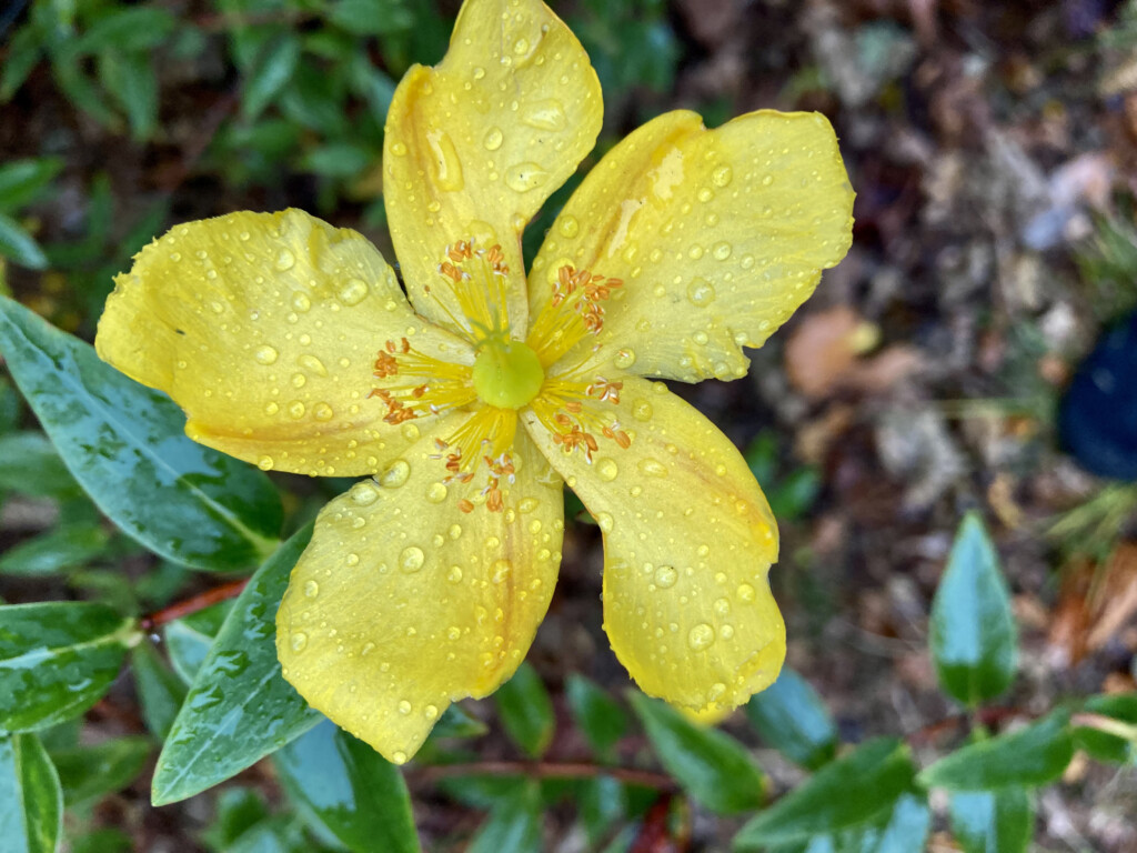 St John's Wort