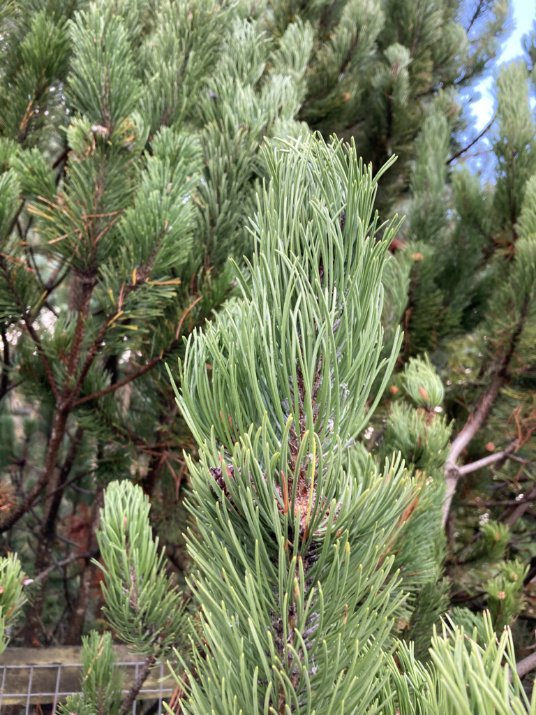 Spruce