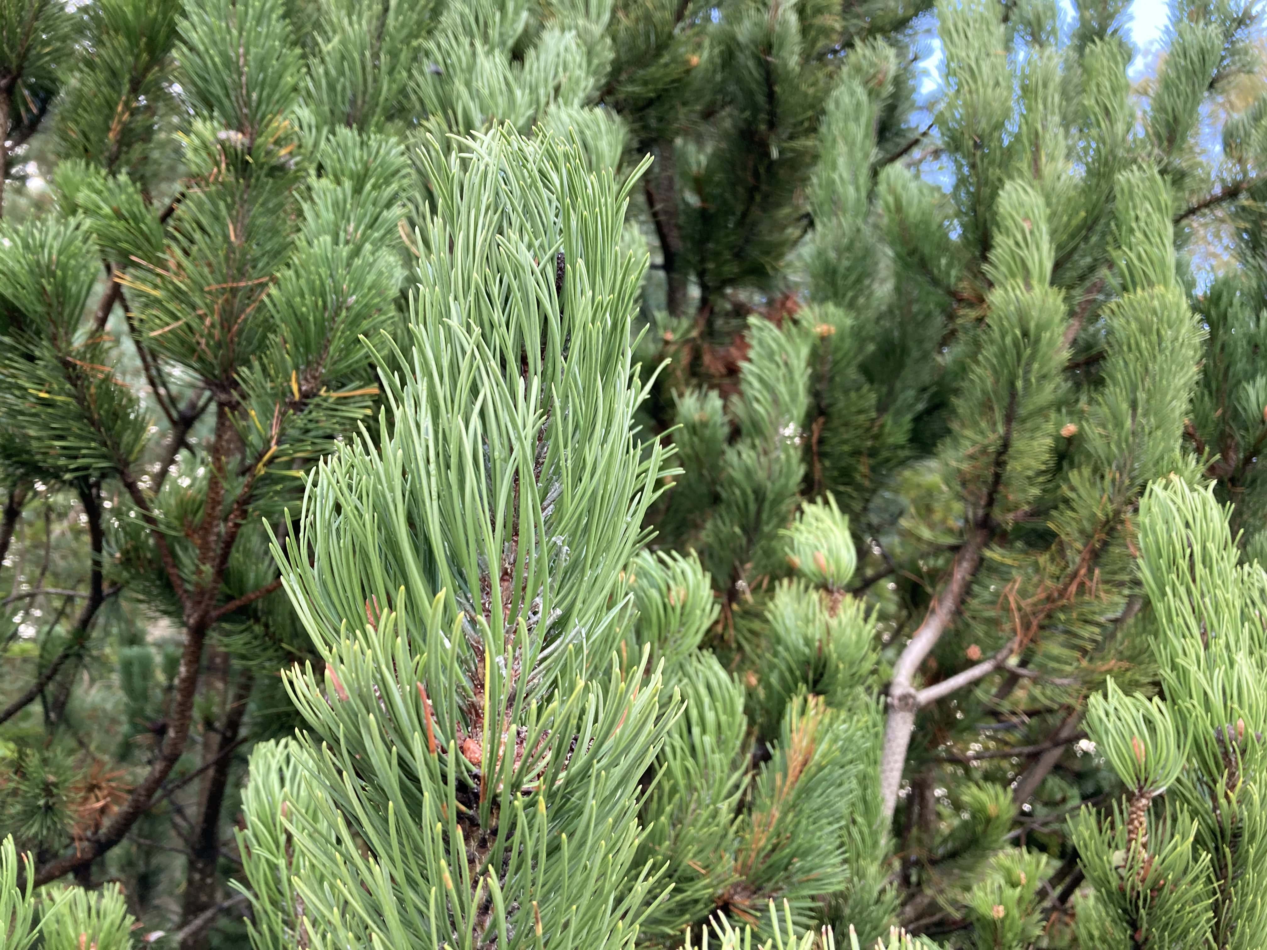 Spruce — Macro Monday Oct 10