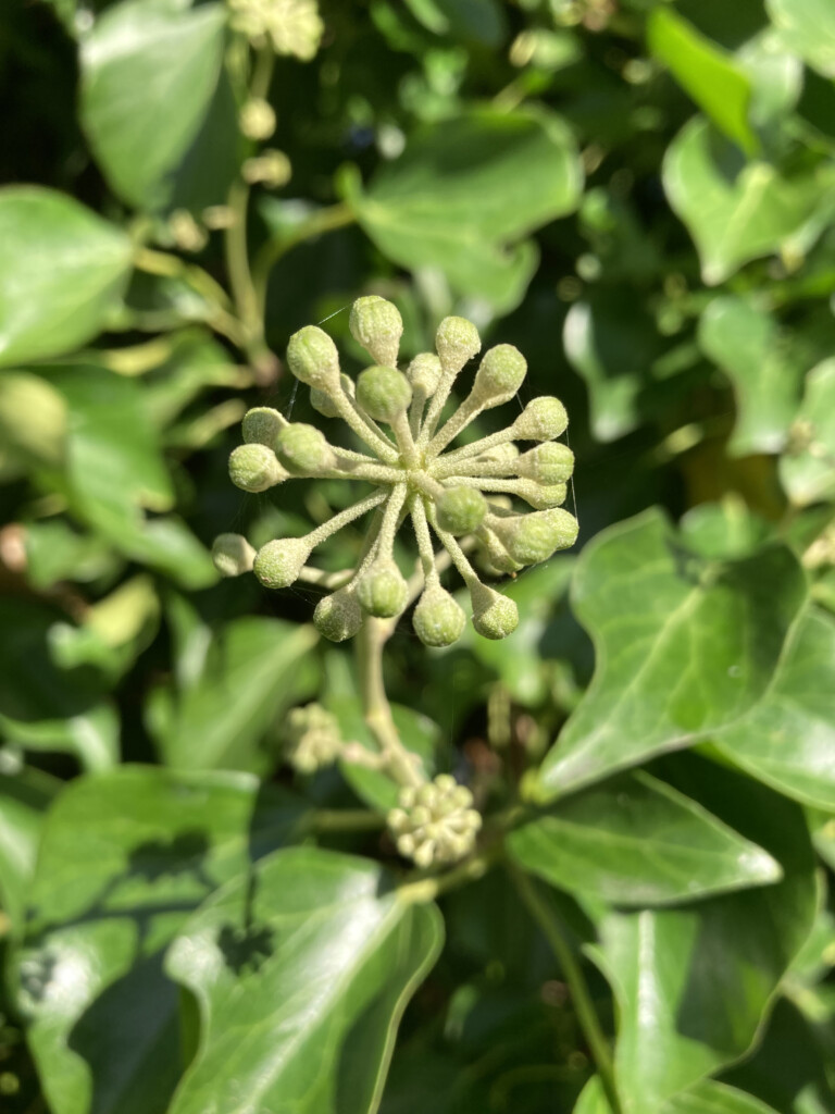 Ivy