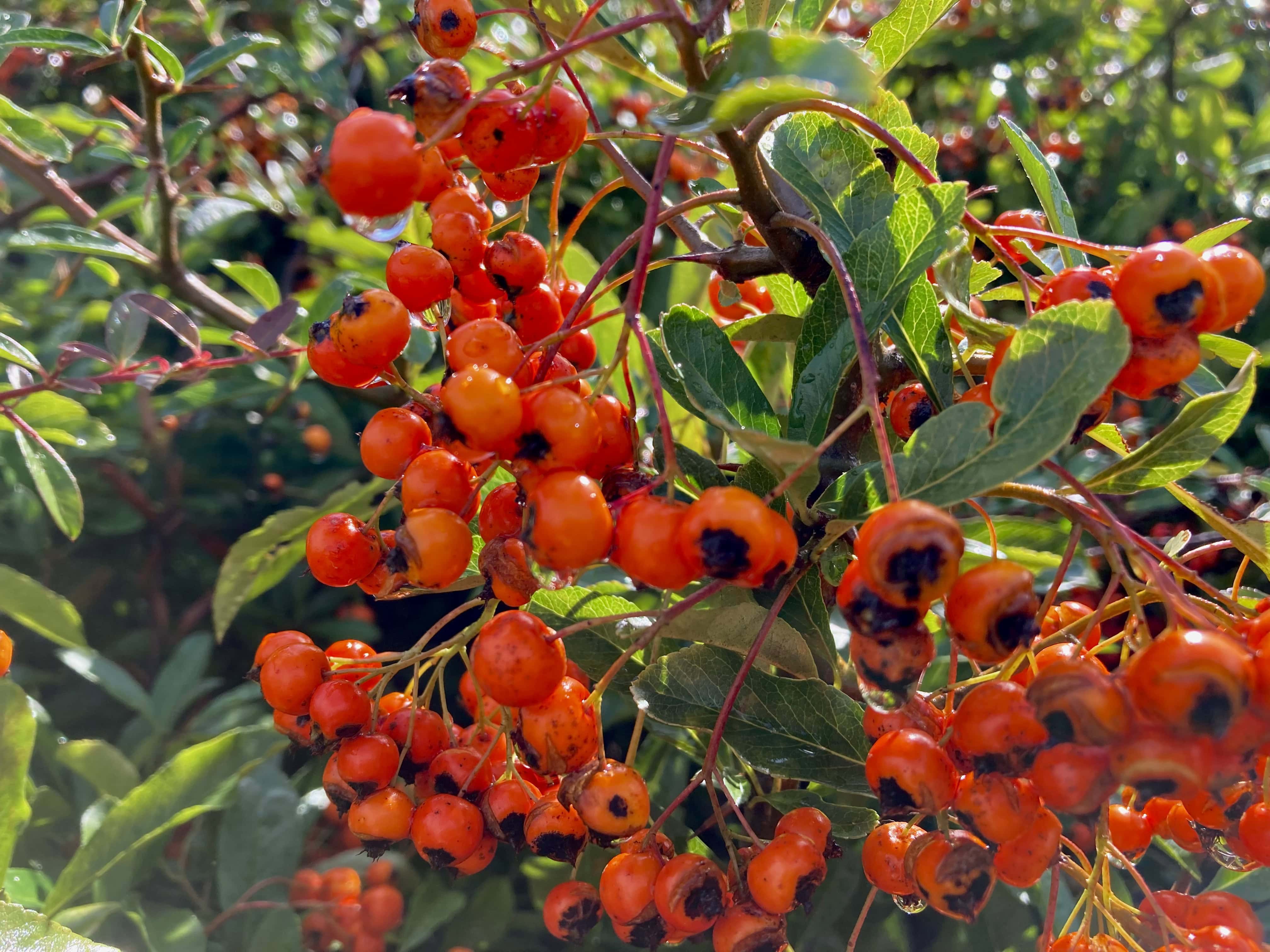 Autumn Berries — FOTD Oct 31