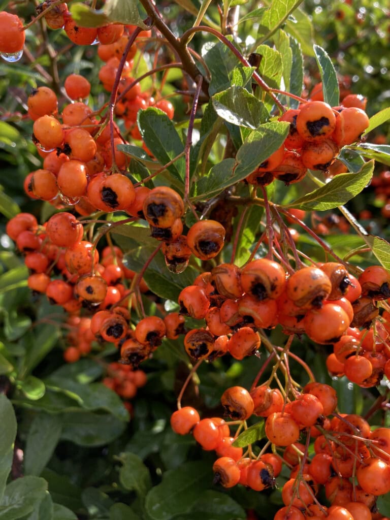 Autumn Berries