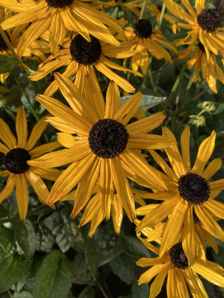 Black Eyed Susan's