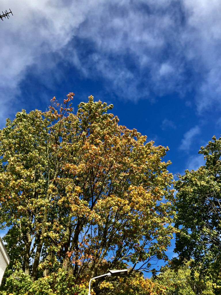 Aitumn leafs & blue skies