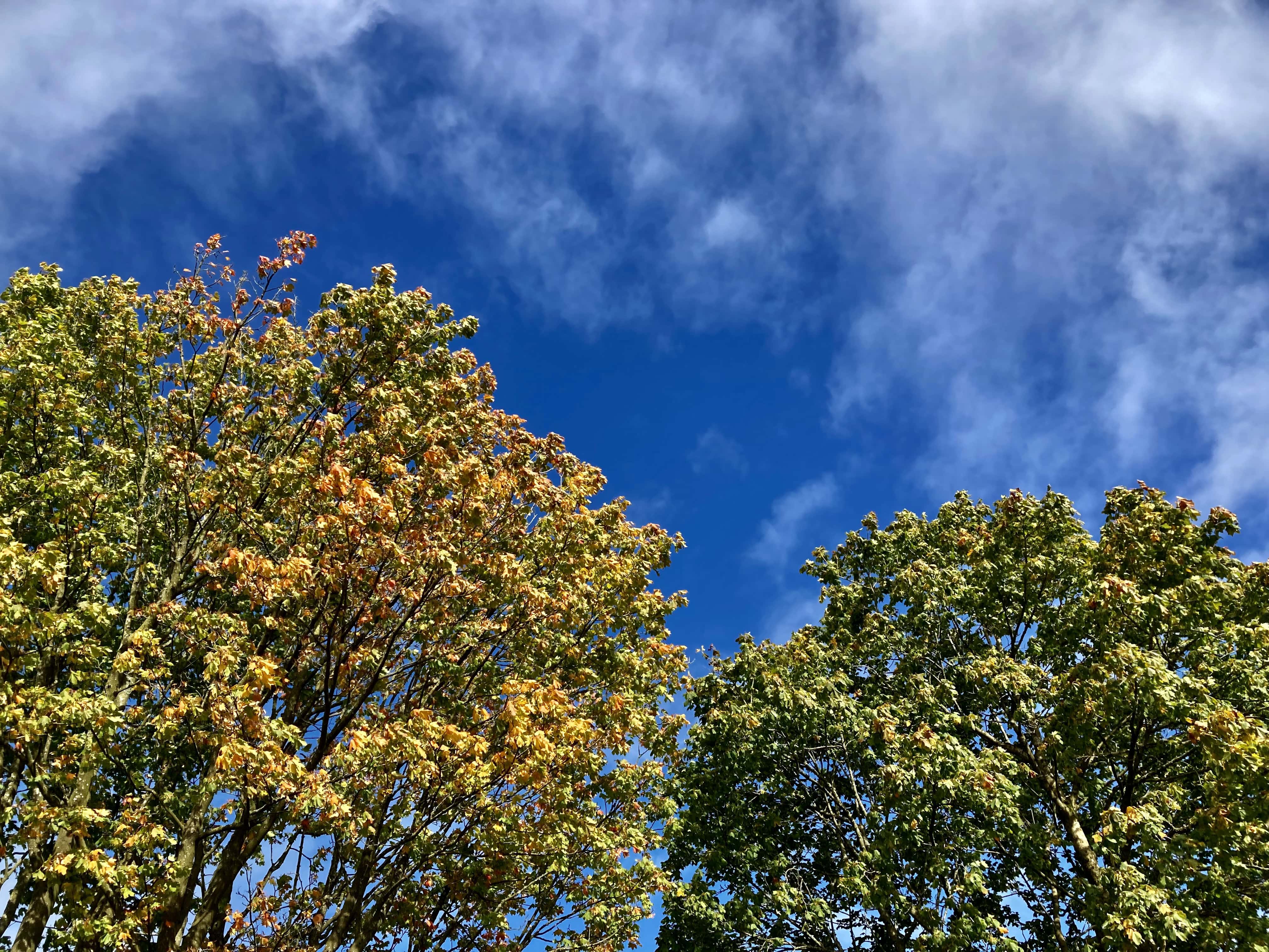 Autumn Leafs & Blue Skies — Cellpic Sunday