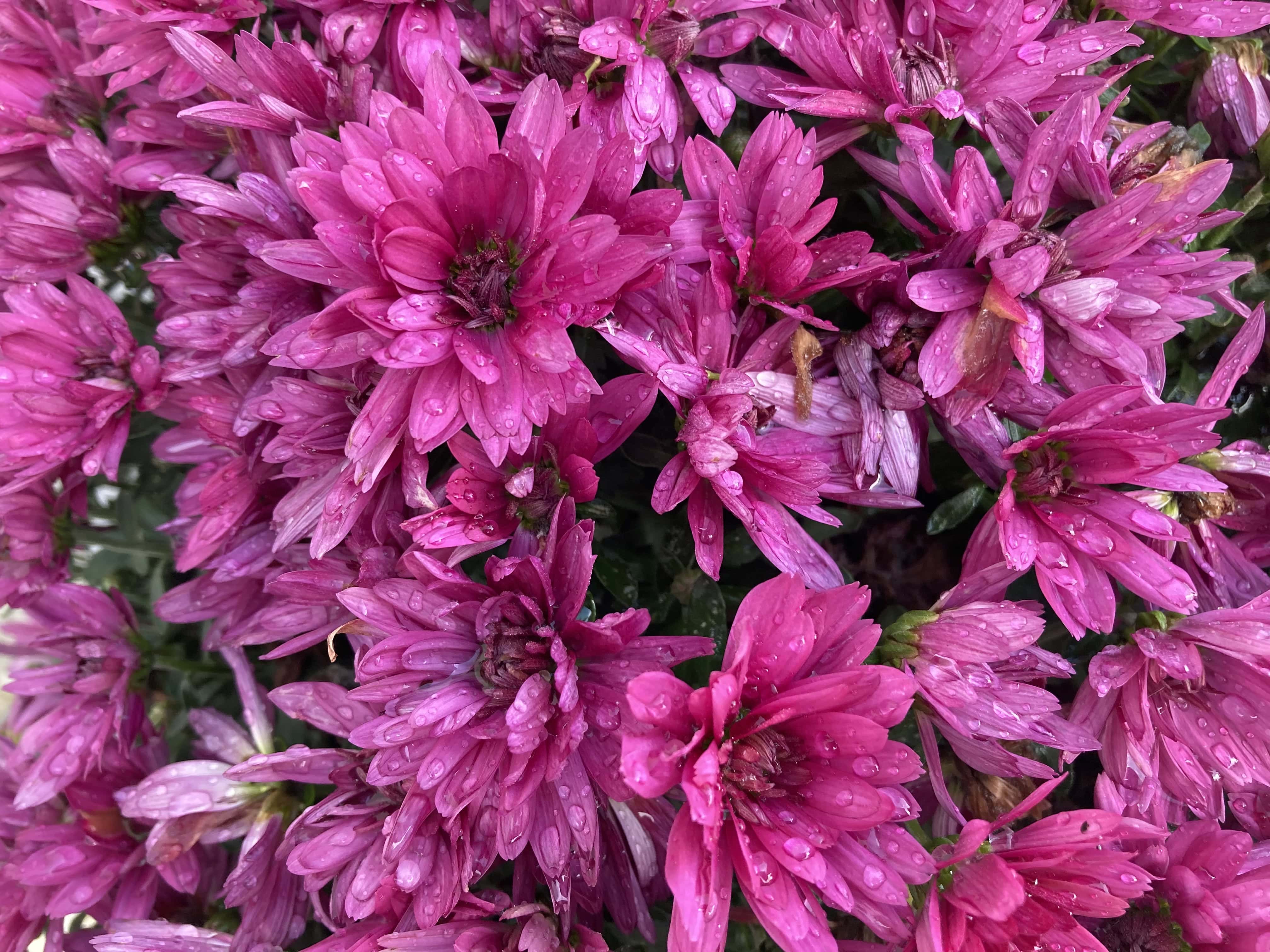 Mums — FOTD Oct 15