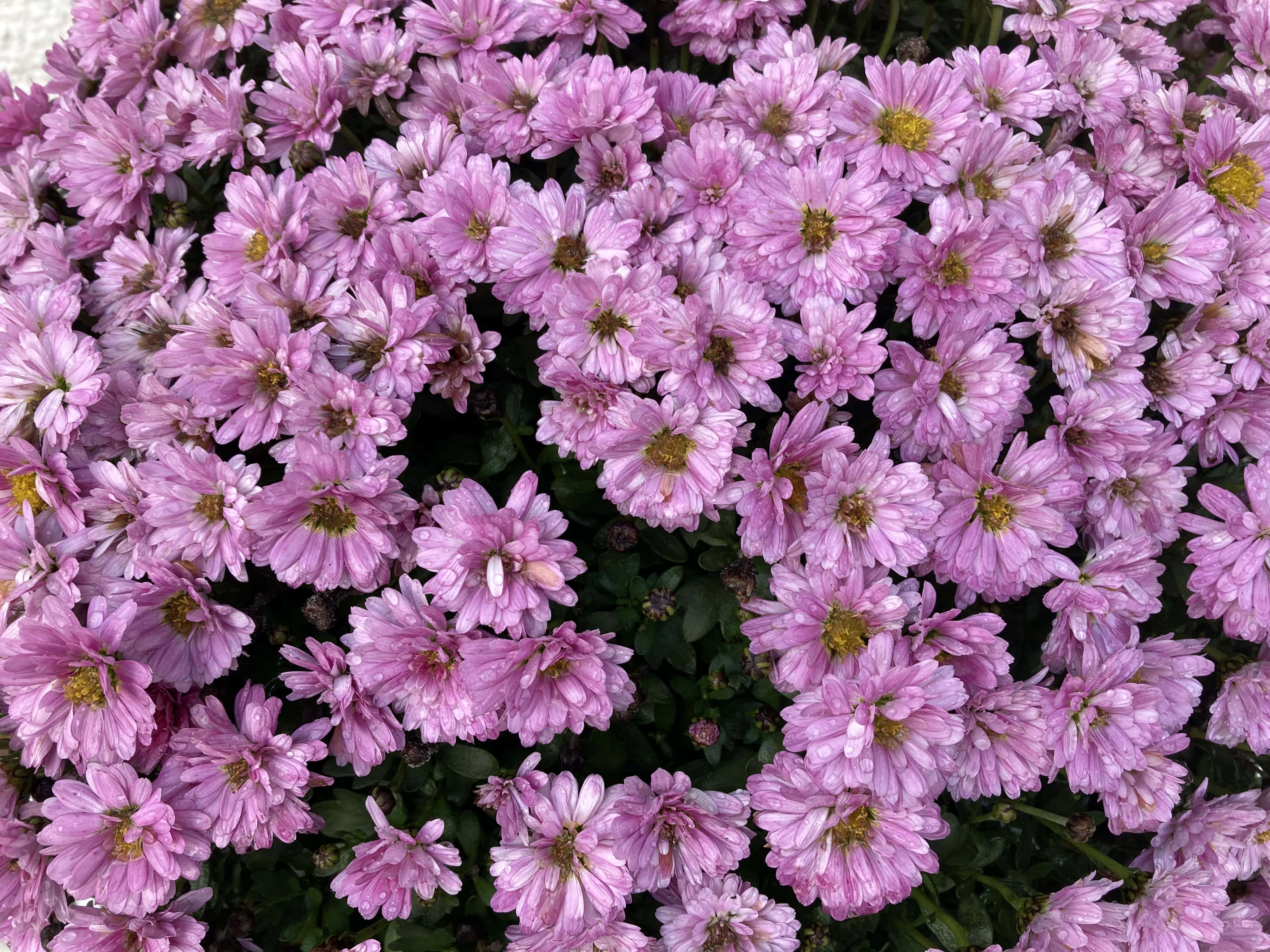 Mums — FOTD Oct 16
