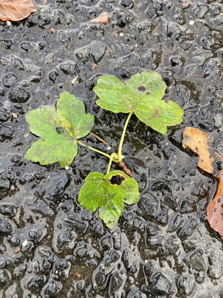 Three fallen leafs