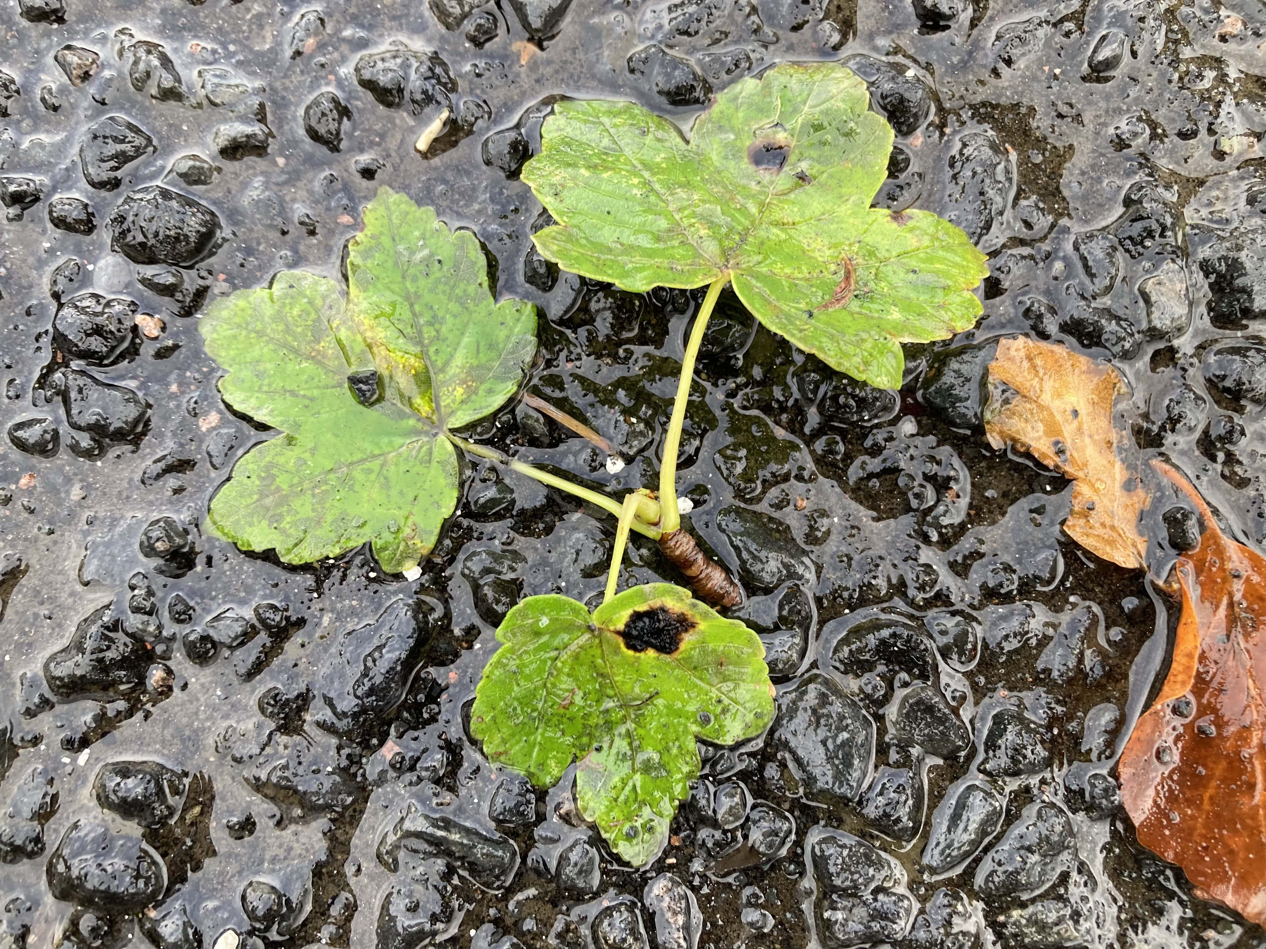 Three Fallen Leafs — Thursday Trios