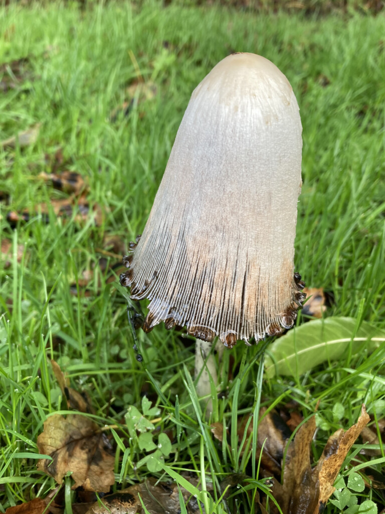 Shaggy mane fungus
