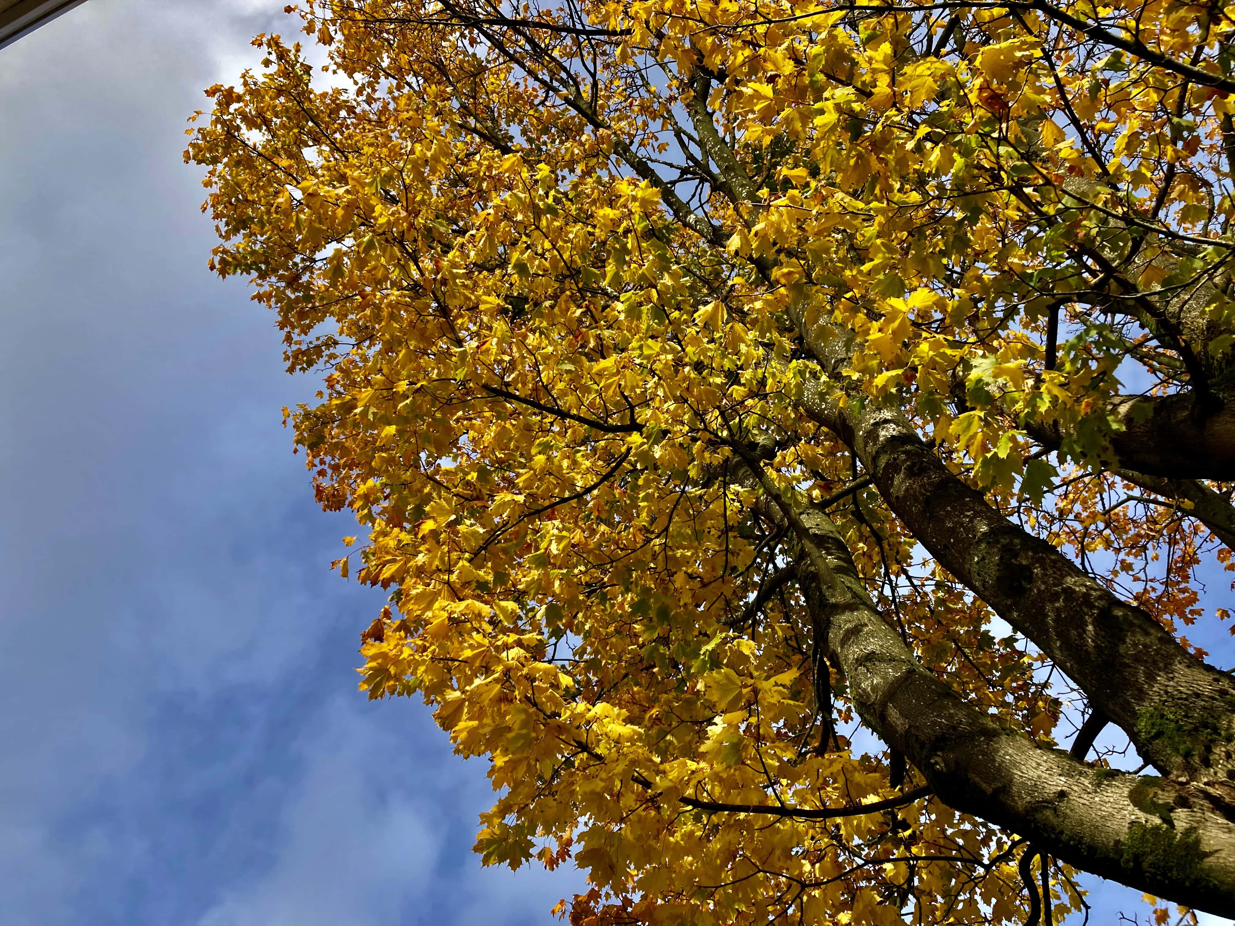 Autumn Tree — FOTD Oct 29