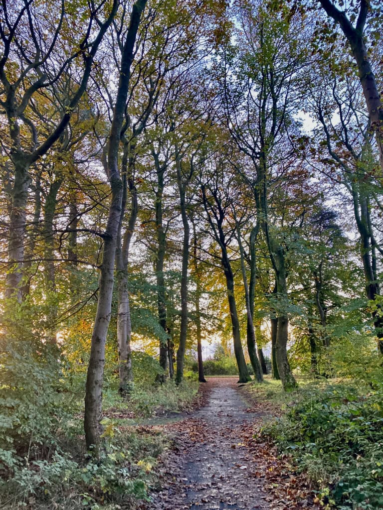 Leafy path