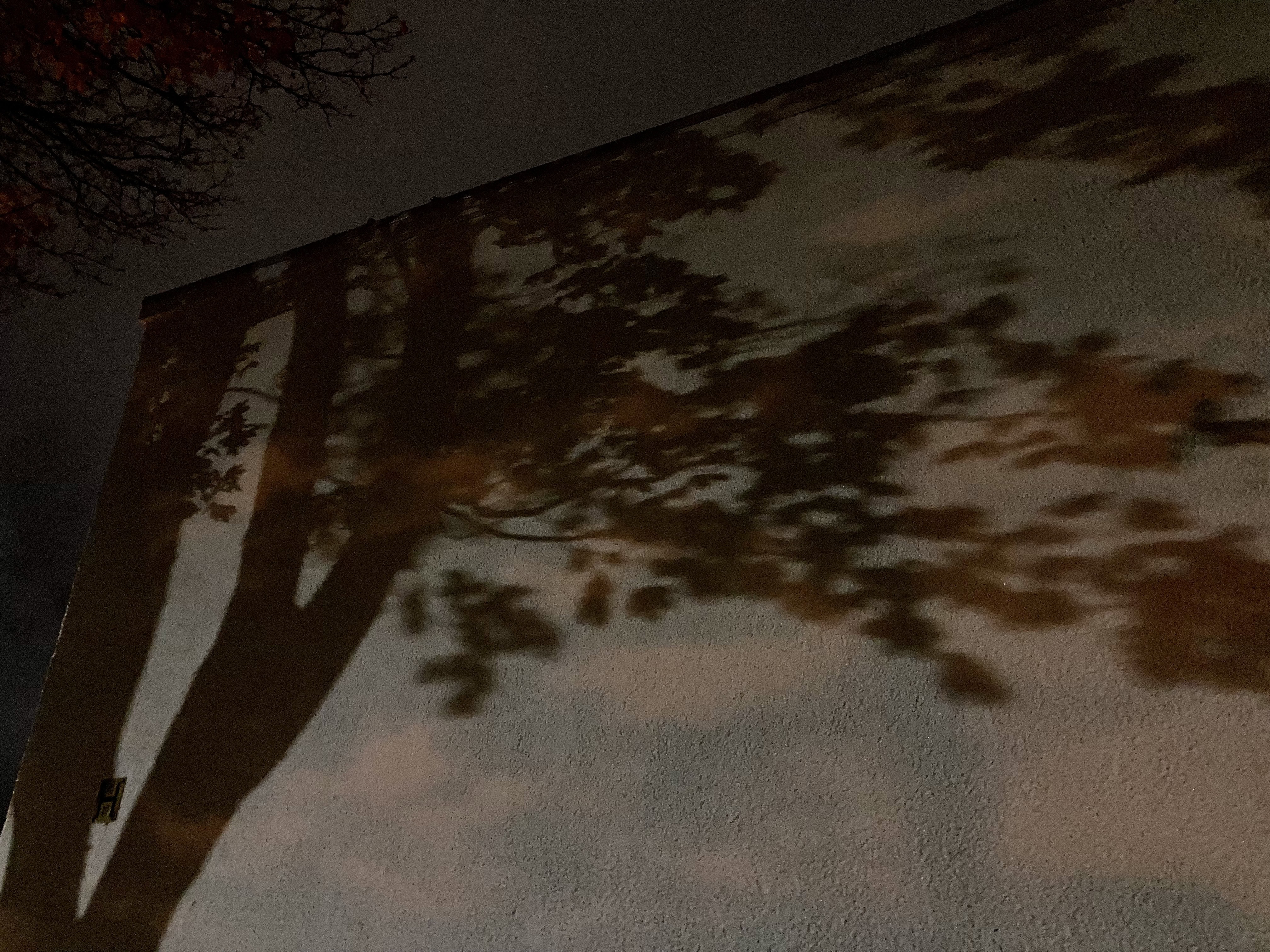 Tree Shadow — Cellpic Sunday