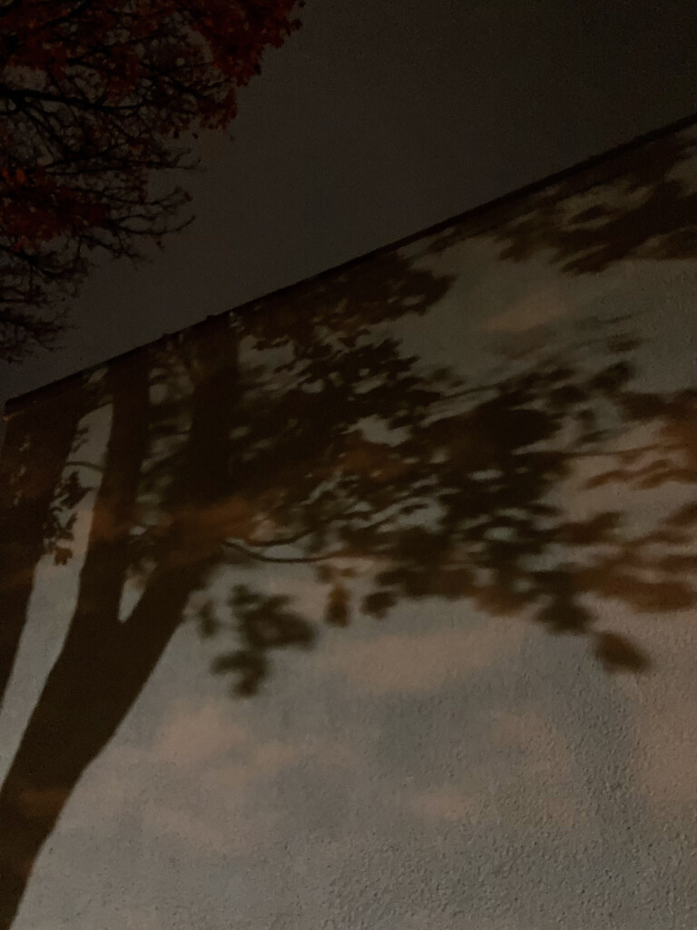 Tree shadow