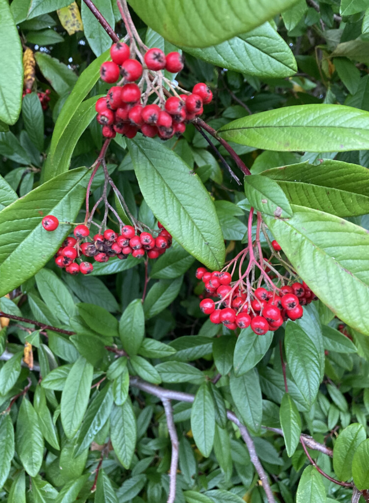 Berry Clusters