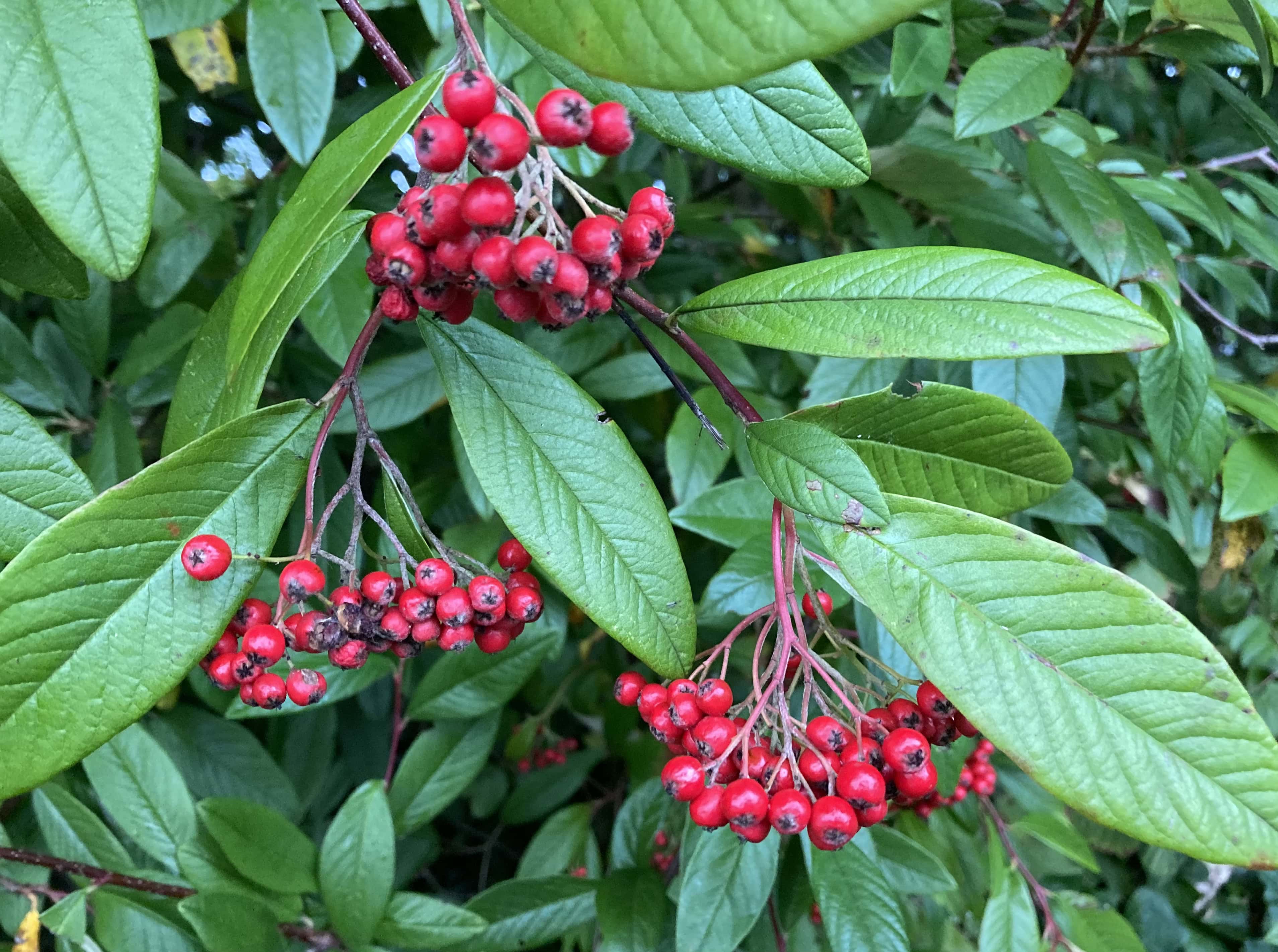 Berry Clusters — Thursday Trios