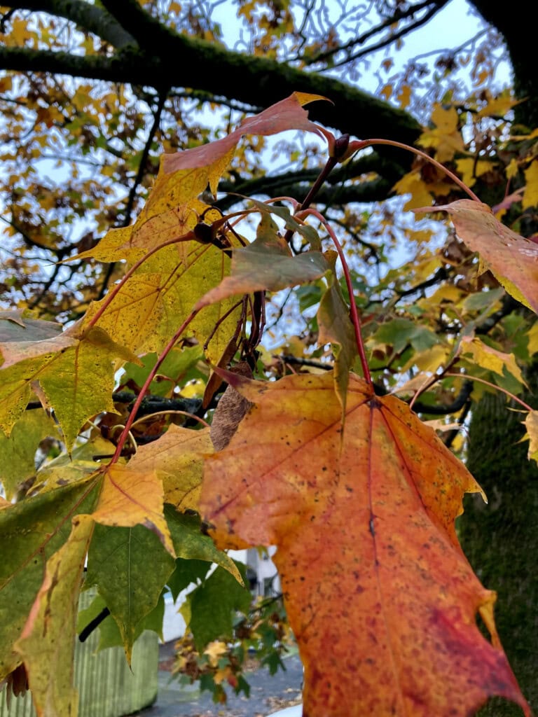 Autumn leafs