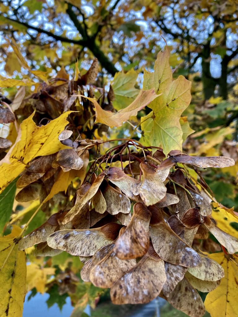 Sycamore Seeds