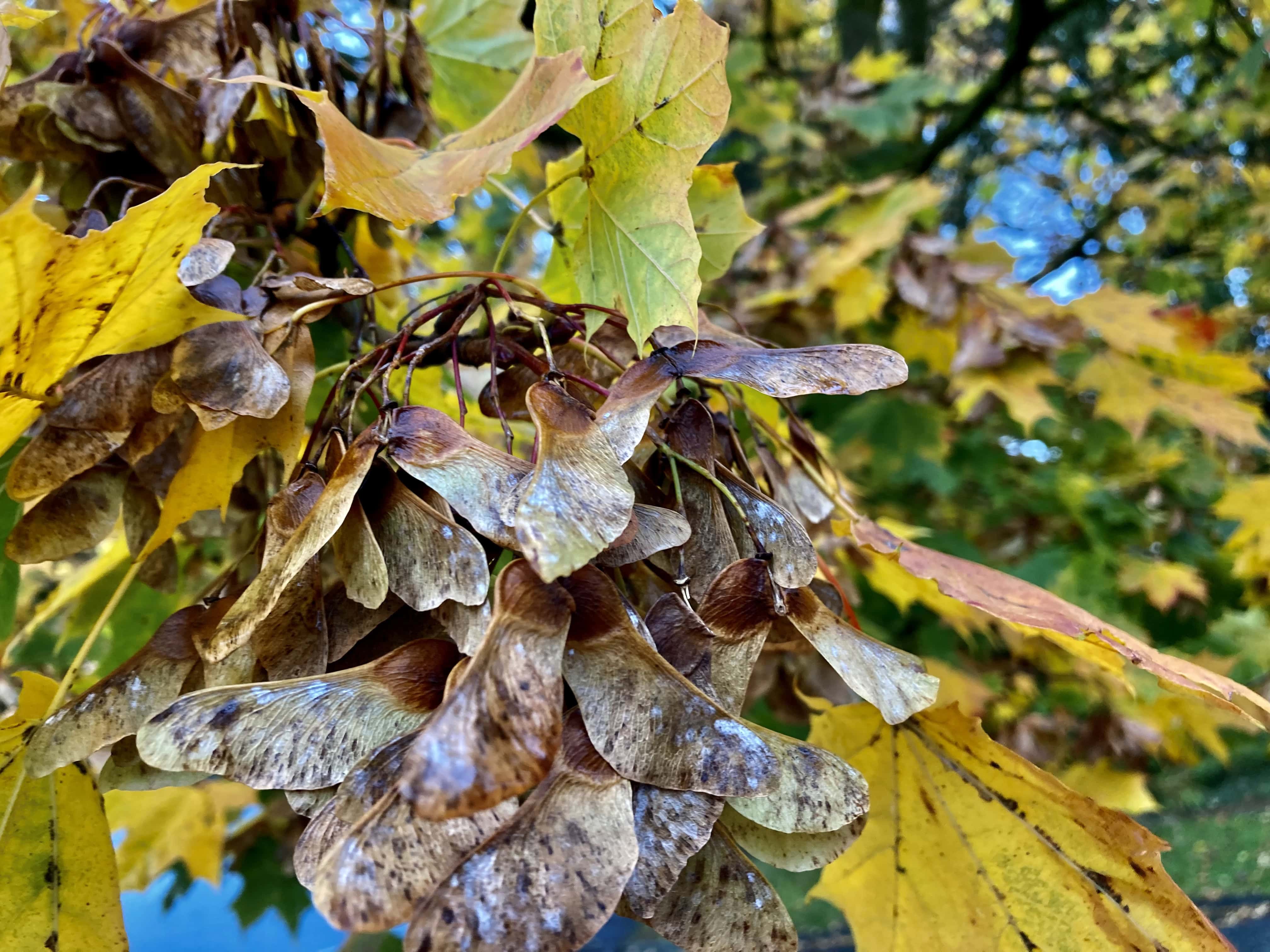 Sycamore Seeds — FOTD Oct 26