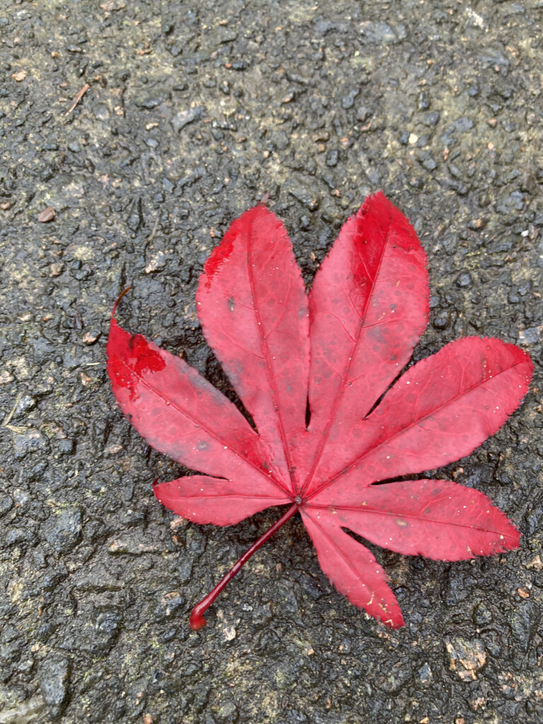 Japanese Maple Leaf