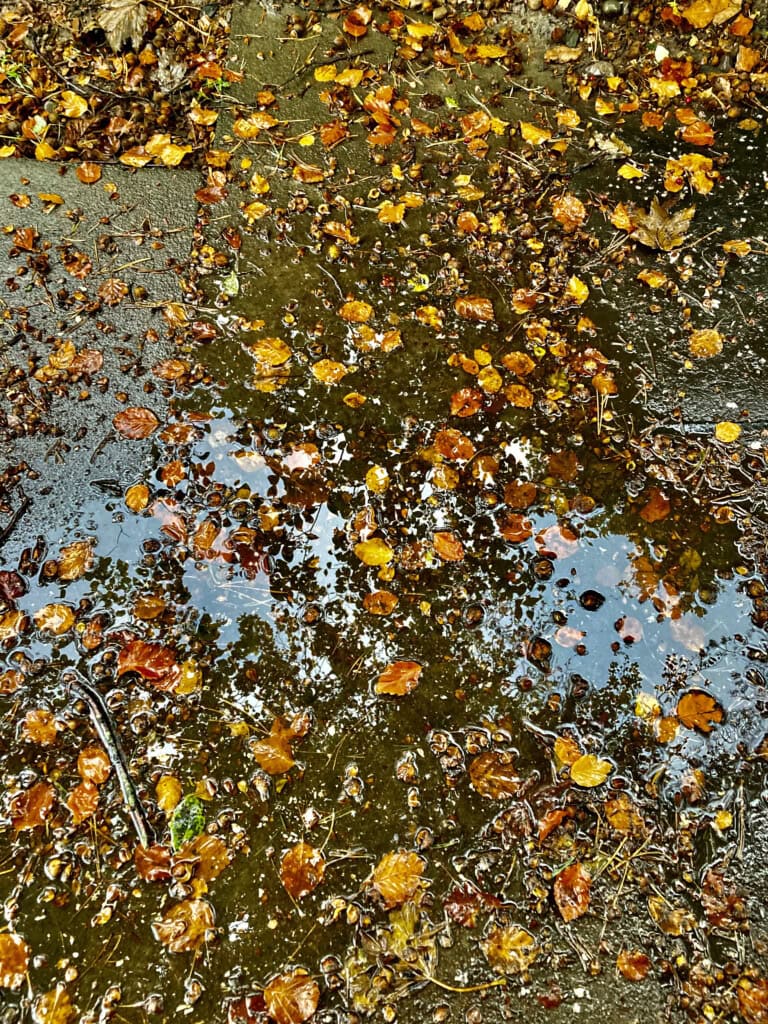 Leafy Puddle