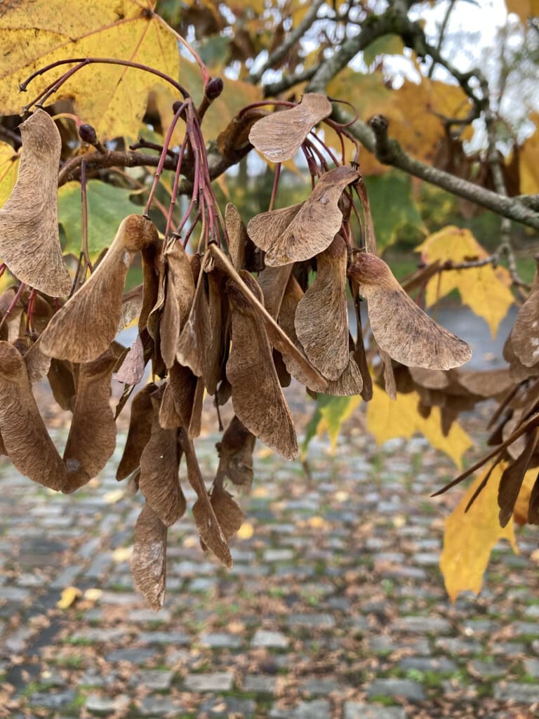 Sycamore seeds