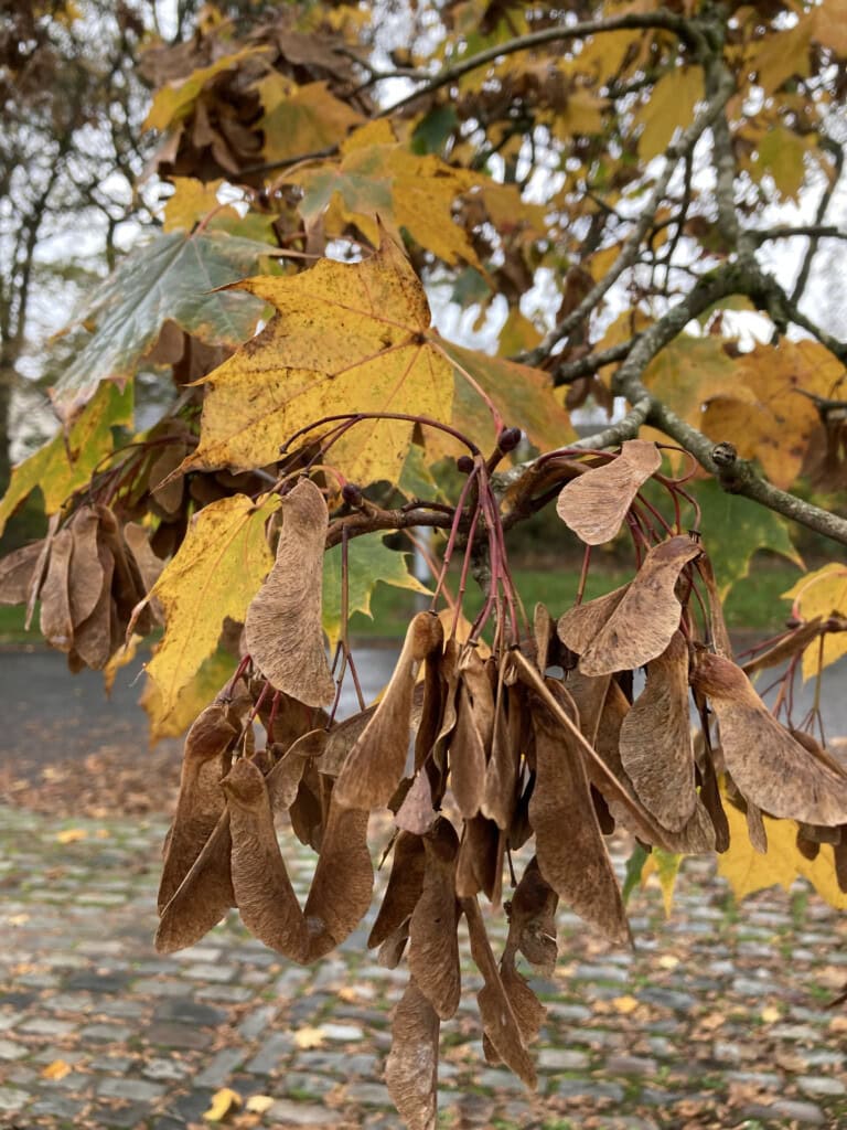 Sycamore seeds