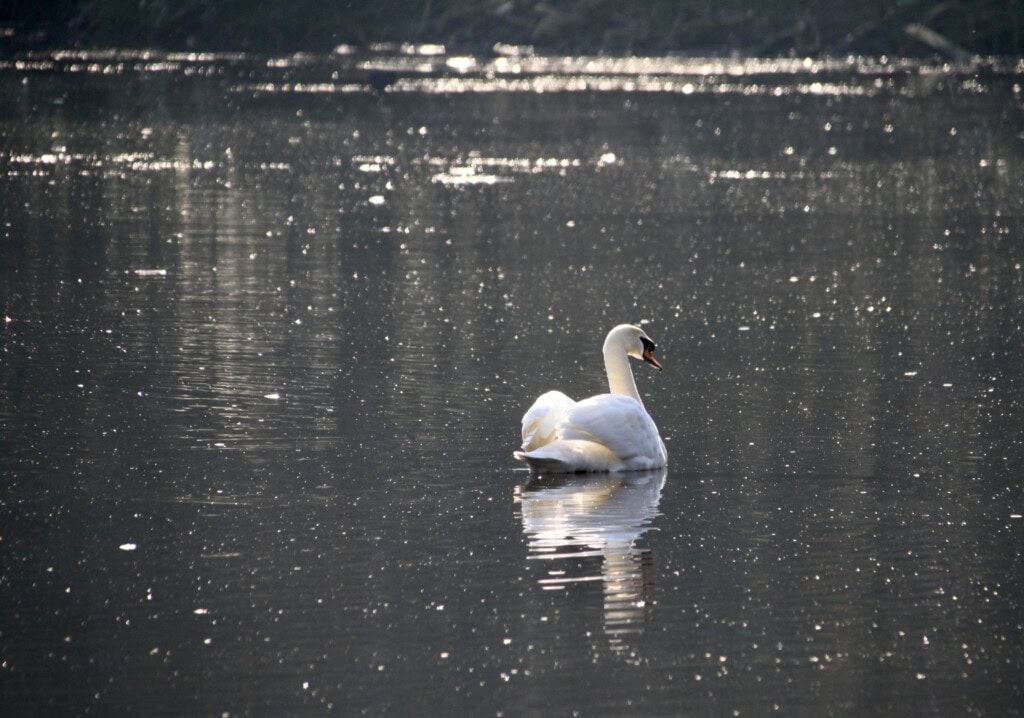 Swan in Callendar Park