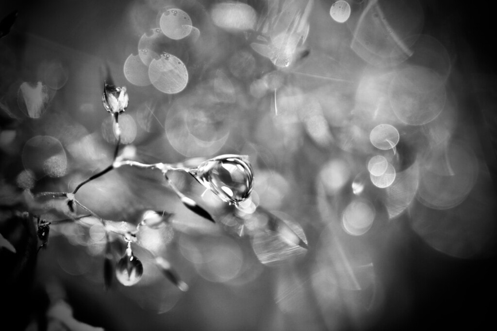 Raindrops