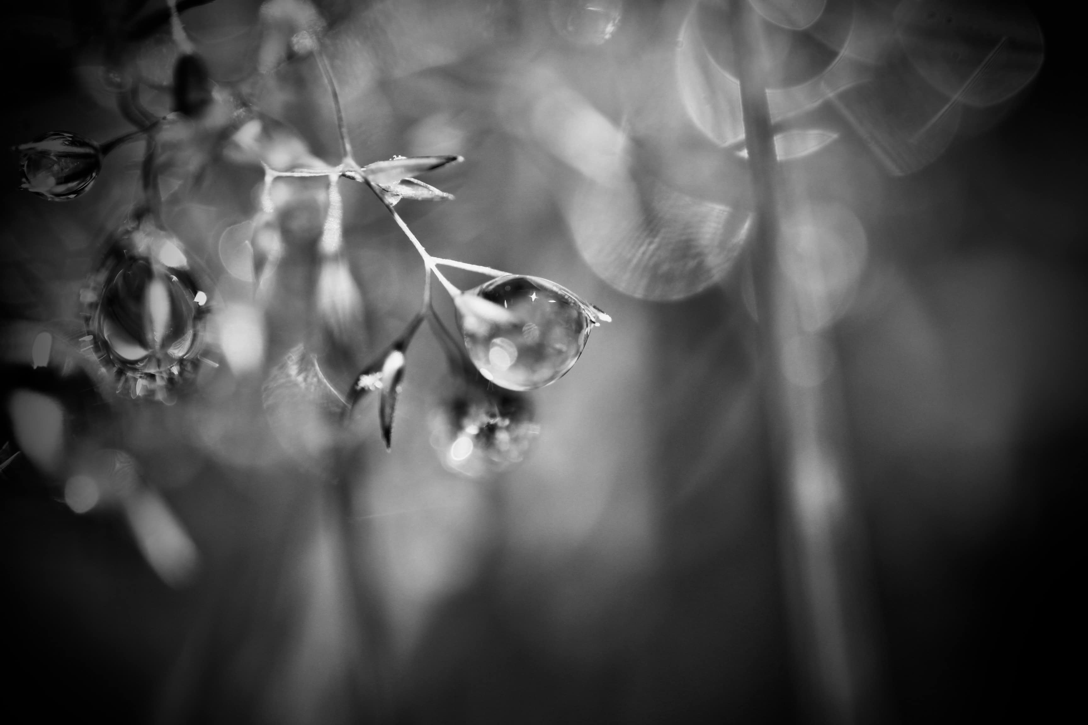 Raindrops — Mid-Week Monochrome #111