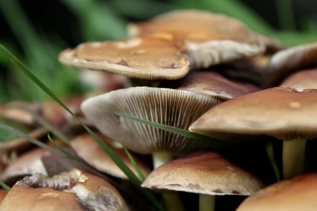 Mushroom close-up