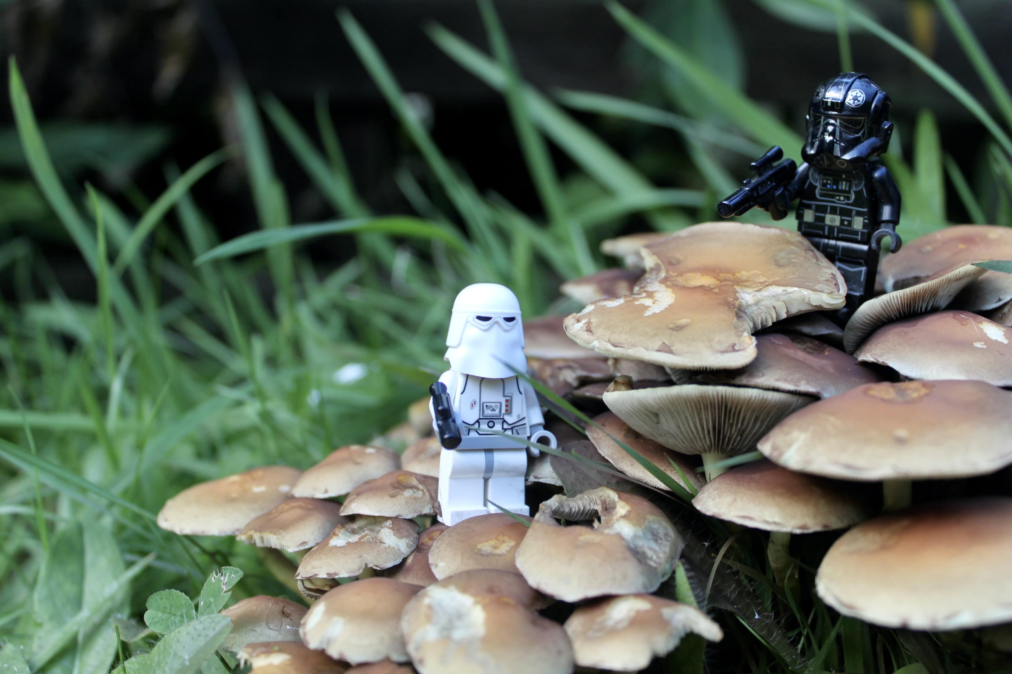 On Patrol in the Mushroom Forest