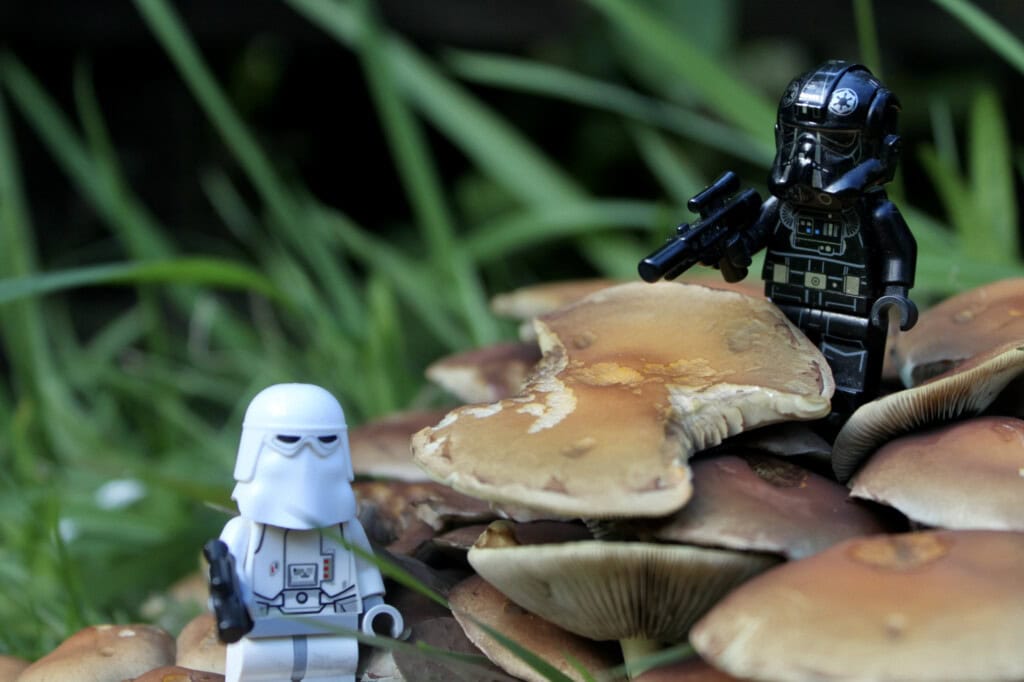 Mushrooms