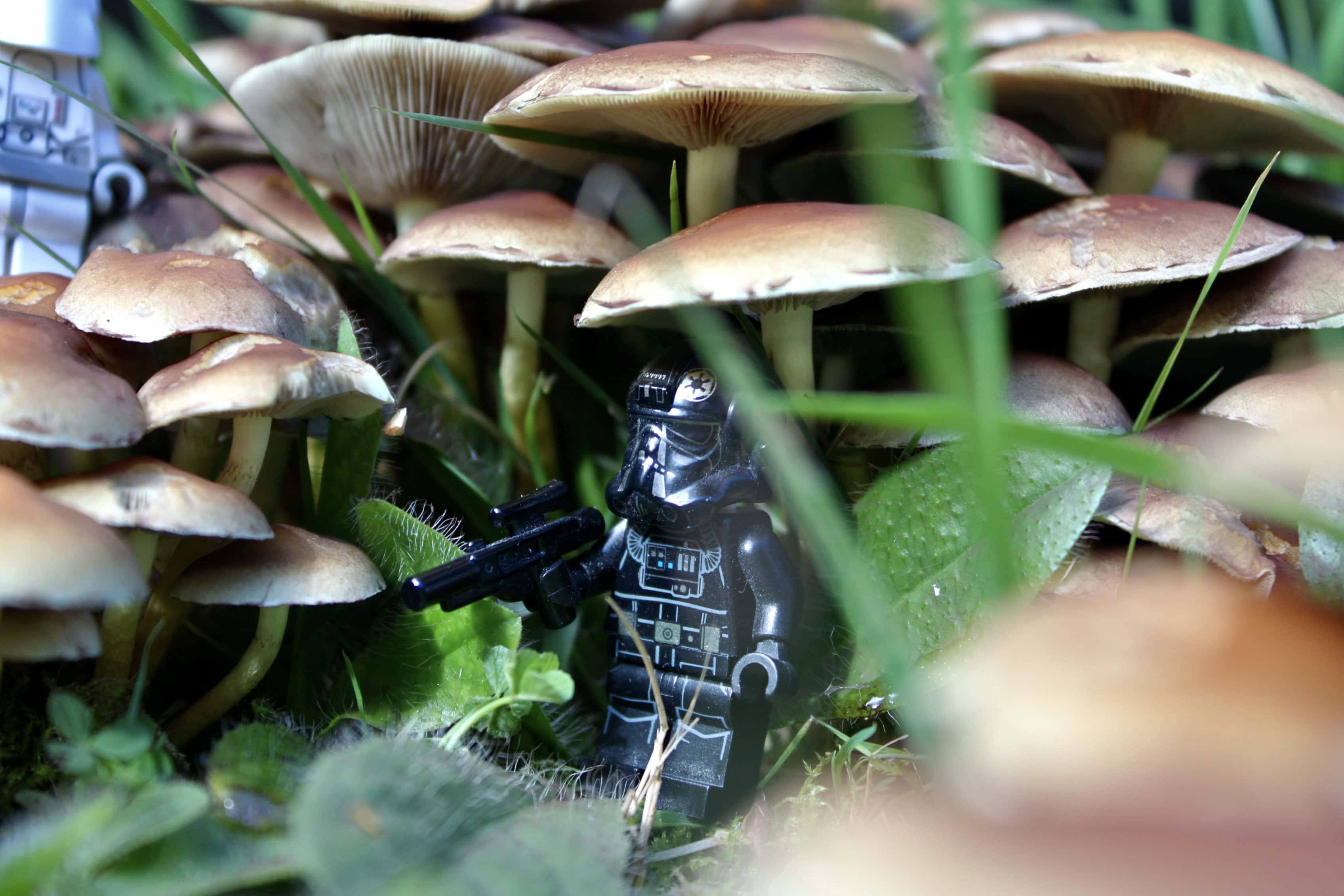 Taking Shelter Under a Mushroom Umbrella