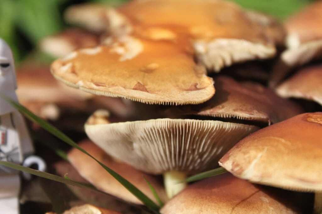 Mushroom