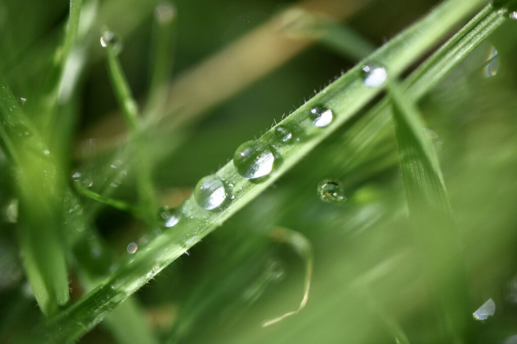Raindrops on grass