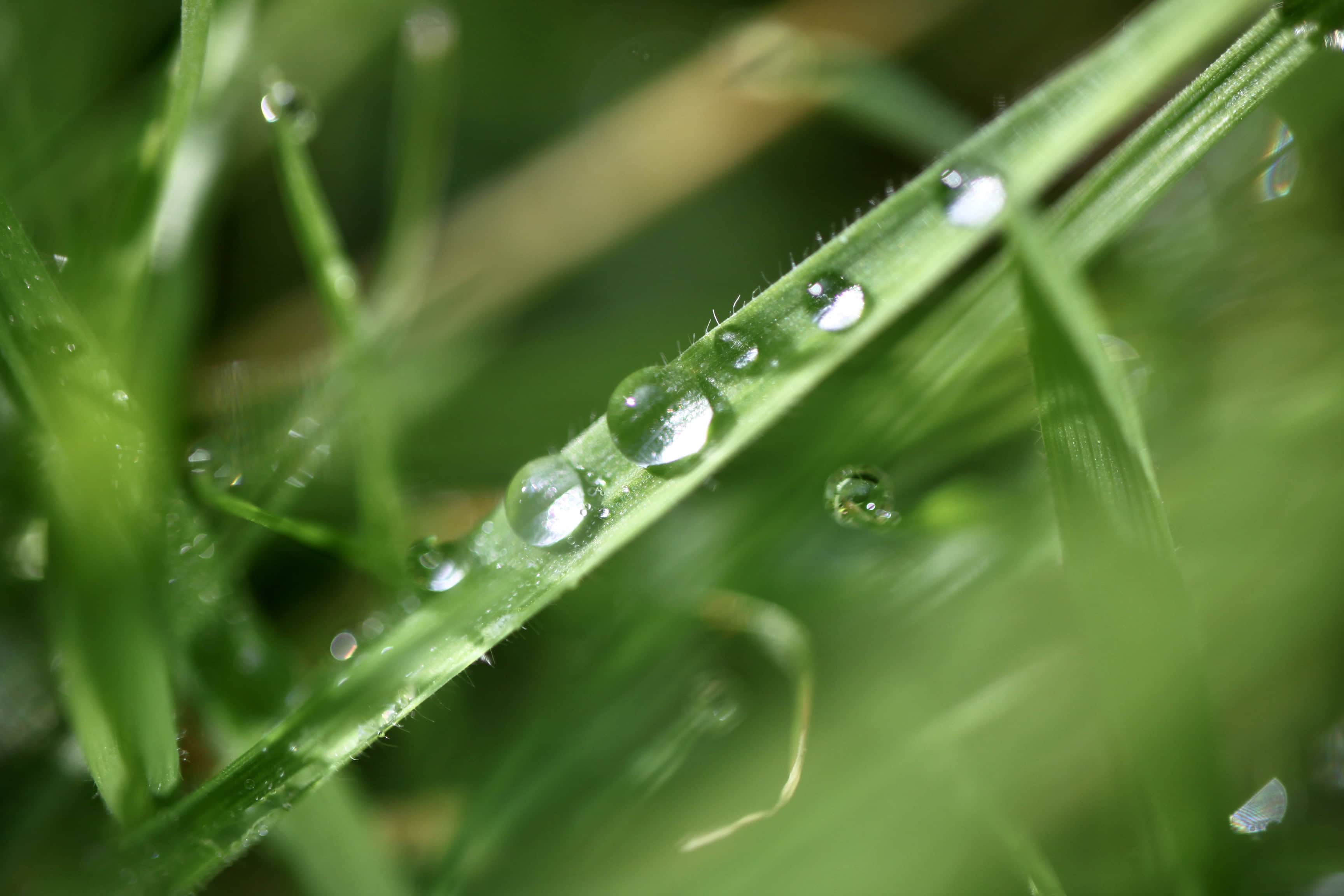Raindrops — Macro Monday Oct 31