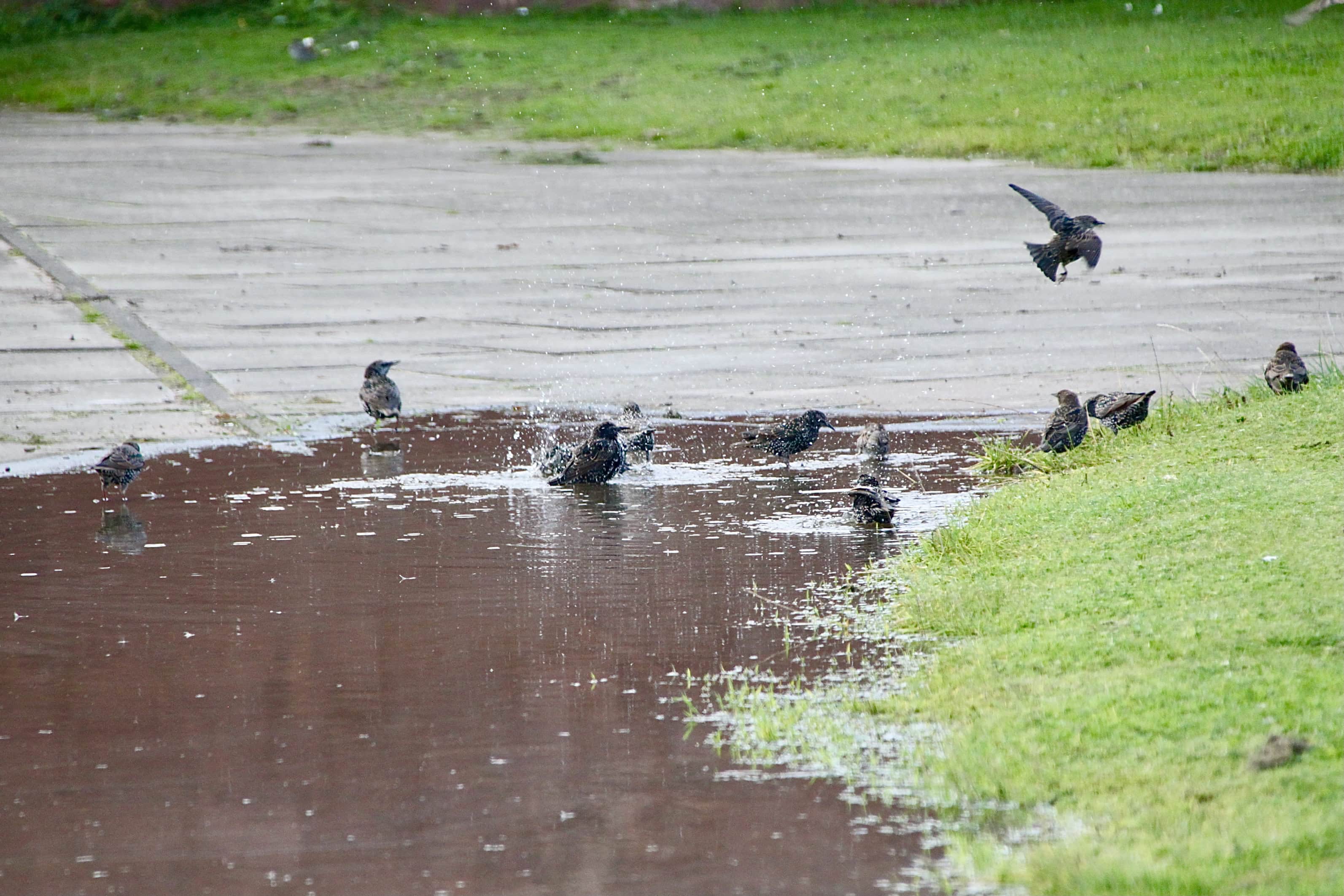 Starling Bath — Water Water Everywhere #147