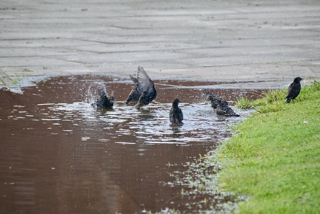 Starlings having a bath in a puddle
