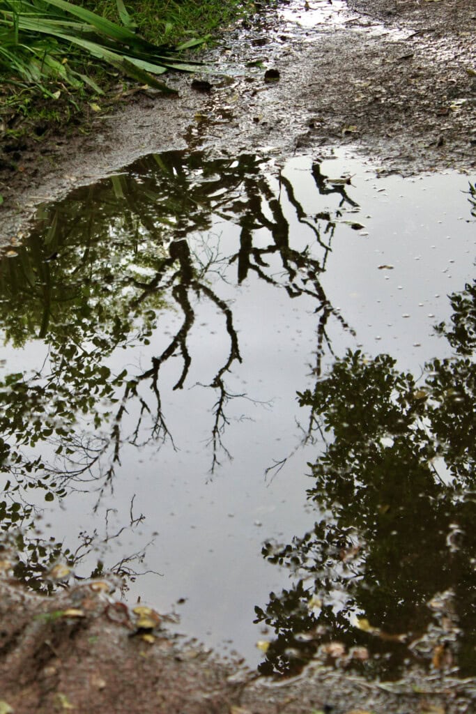 Tree reflected in a puddle