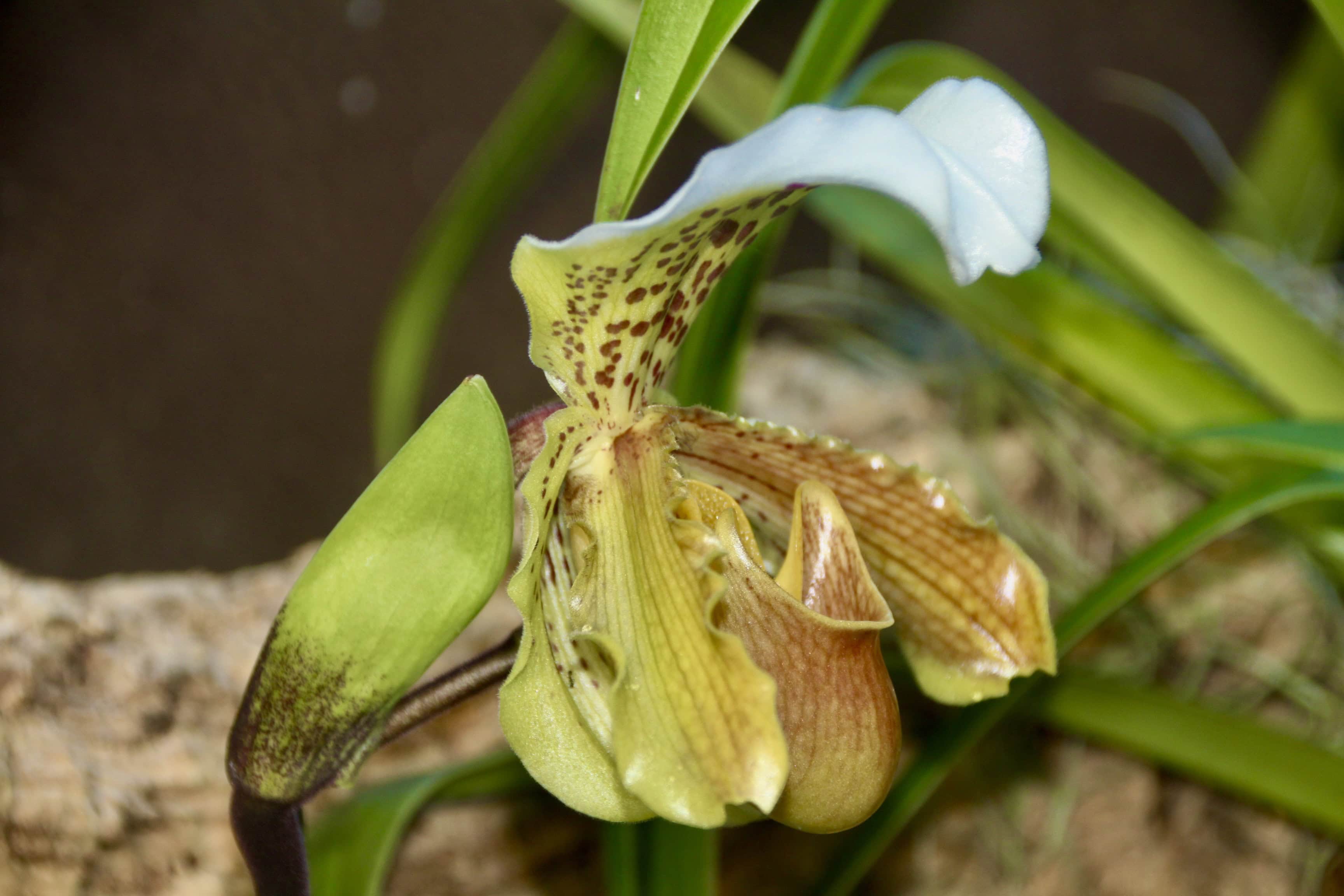Orchids — Lens-Artists Challenge #221 & FOTD