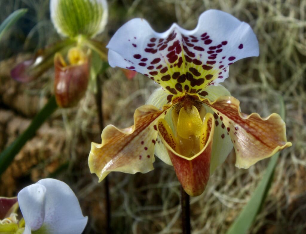 Orchid