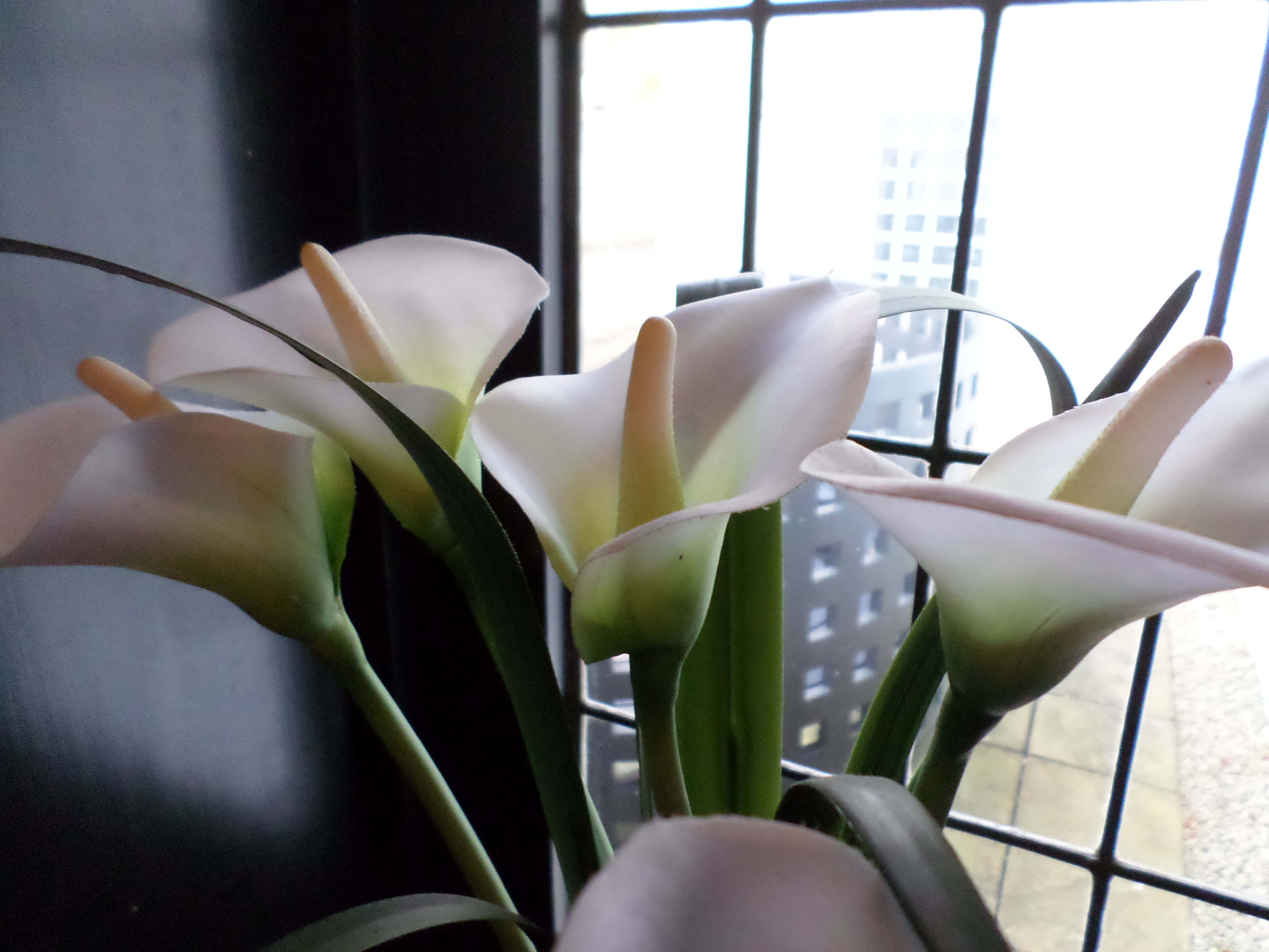 Z Flowers — FOTD Oct 09