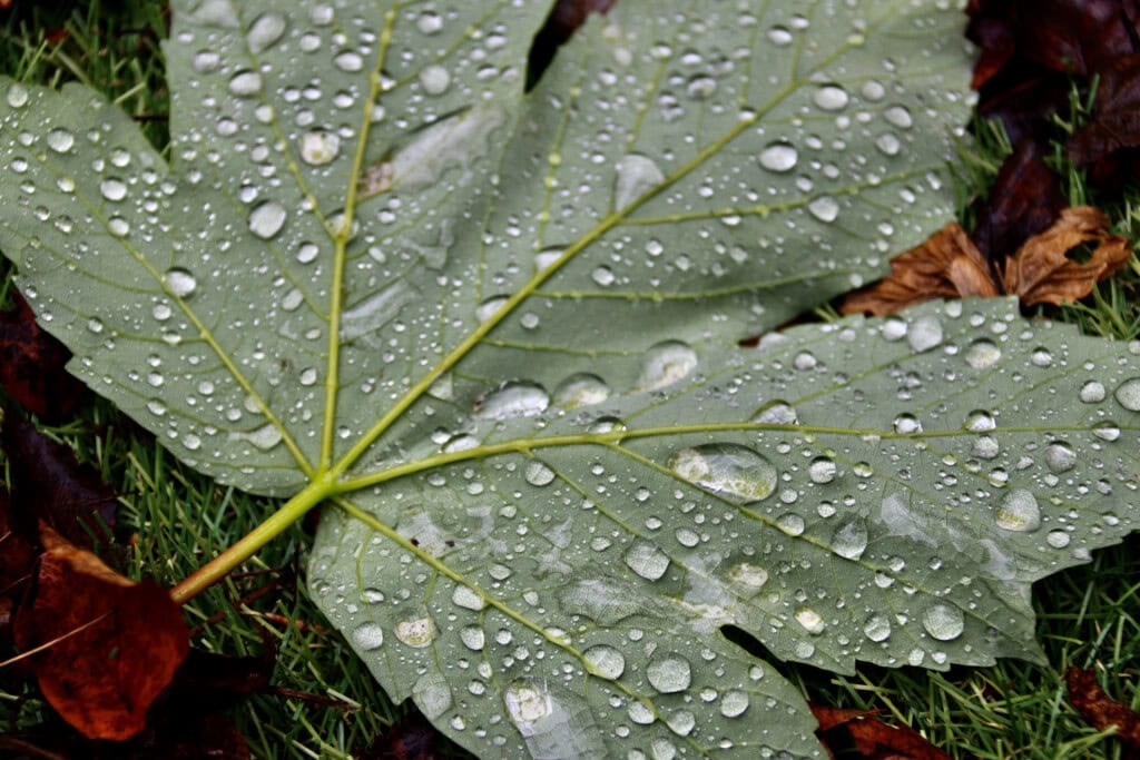 Raindrops on a leaf