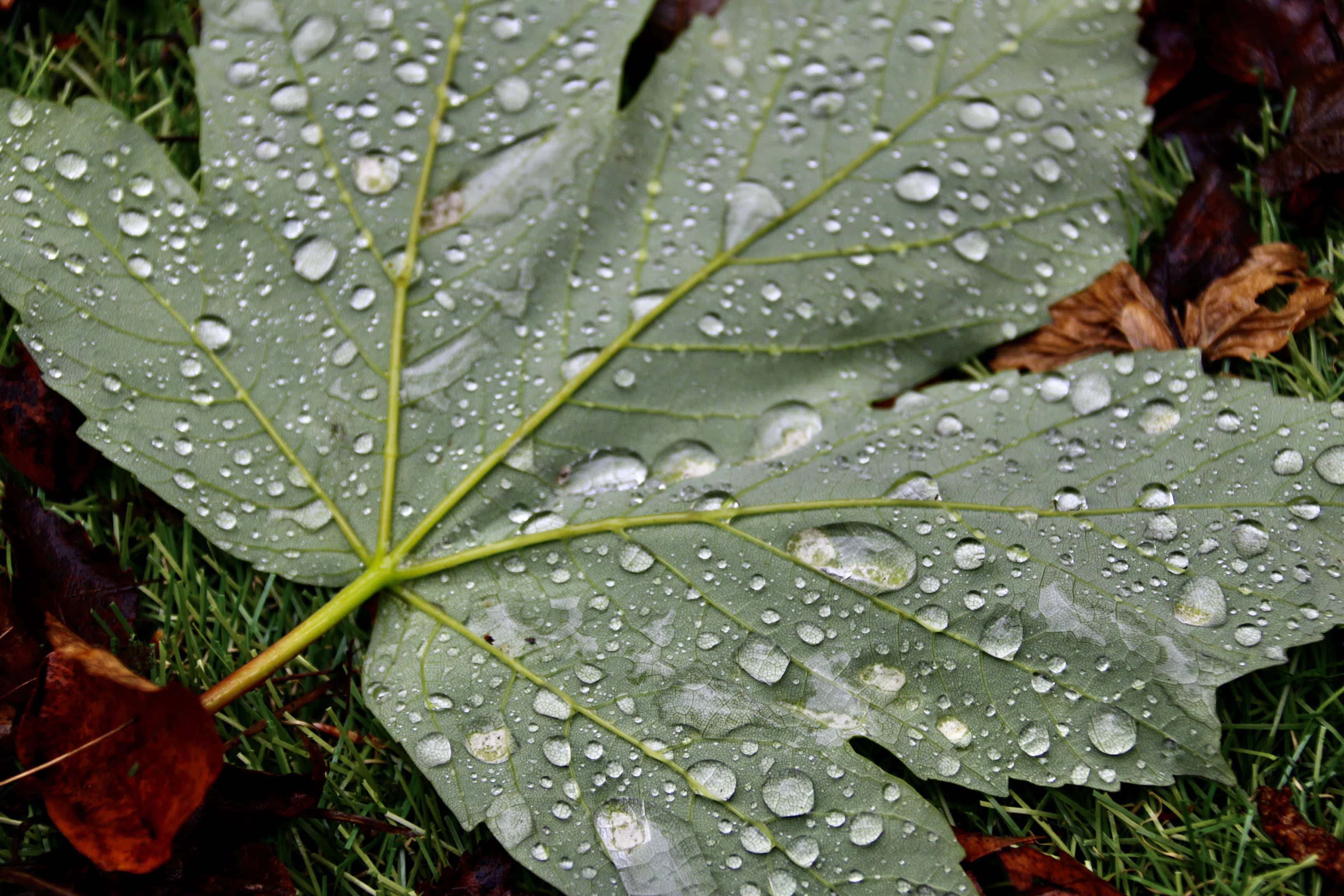 Raindrops on Fallen Leaf — FOTD Nov 20