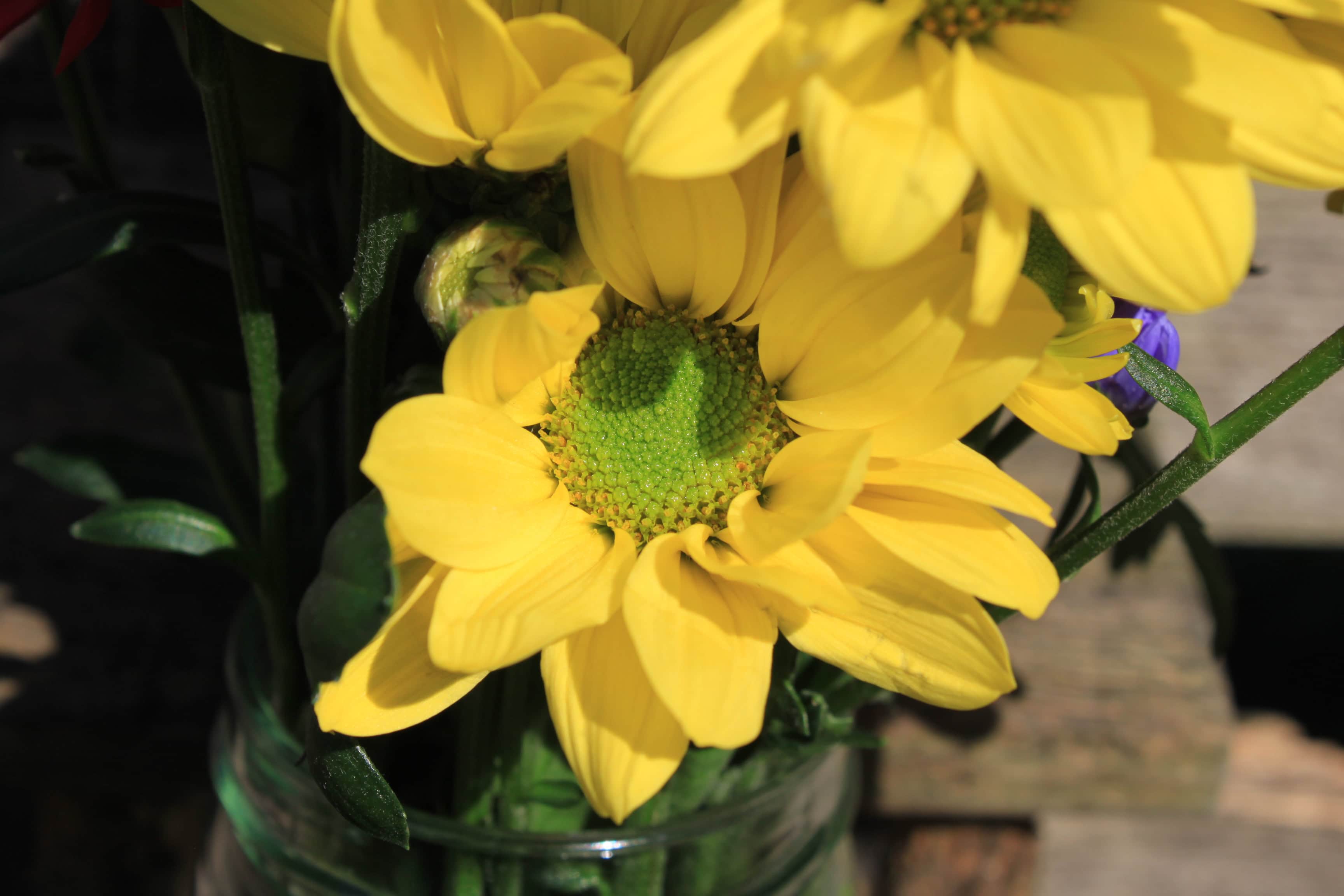 Yellow Chrysanths — FOTD Nov 22
