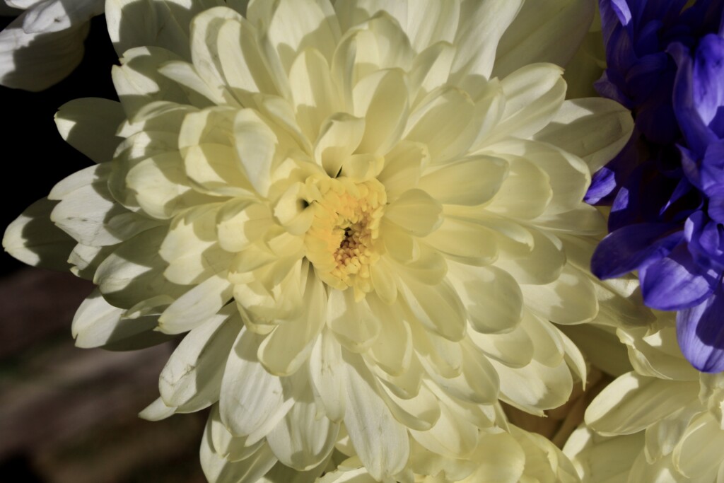 Pale yellow chrysanths